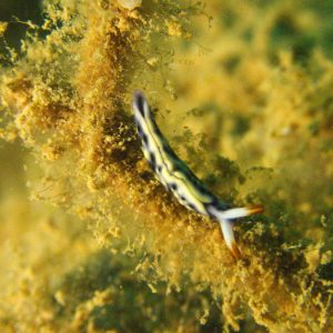 Mollusques » Gastéropode » Limaces de mer (opisthobranche) » Sacoglosse » Thuridilla vataae