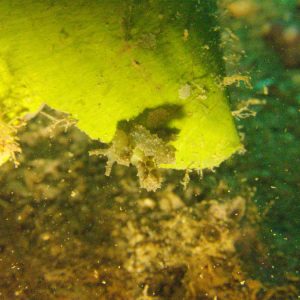 Mollusques » Gastéropode » Limaces de mer (opisthobranche) » Sacoglosse » Lobiger sp.