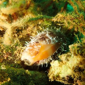 Mollusques » Gastéropode » Escargot marin (prosobranche) » Porcelaine