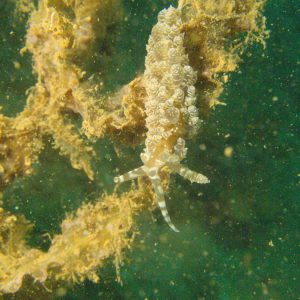 Mollusques » Gastéropode » Limaces de mer (opisthobranche) » Nudibranche » Éolidien » Baeolidia moebii