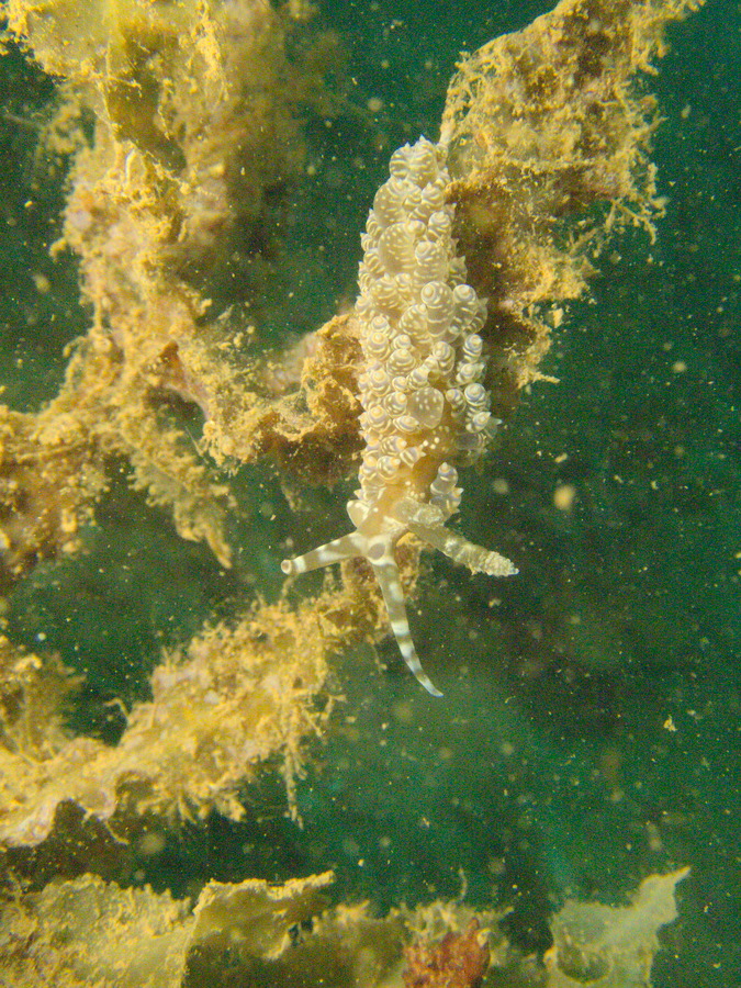Baeolidia moebii