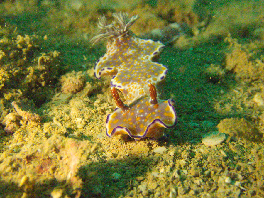 Ceratosoma tenue - Nouvelle-Calédonie, Nouméa, Ouémo