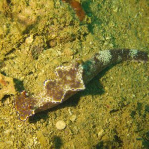 Mollusques » Gastéropode » Limaces de mer (opisthobranche) » Nudibranche » Doridien » Ceratosoma tenue