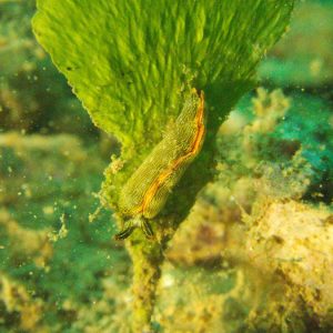 Mollusques » Gastéropode » Limaces de mer (opisthobranche) » Sacoglosse » Thuridilla bayeri