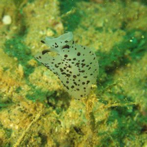 Mollusques » Gastéropode » Limaces de mer (opisthobranche) » Pleurobranche » Berthella martensi