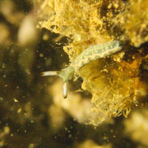 Mollusques » Gastéropode » Limaces de mer (opisthobranche) » Sacoglosse » Thuridilla carlsoni
