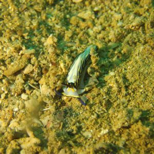 Mollusques » Gastéropode » Limaces de mer (opisthobranche) » Nudibranche » Éolidien » Cerberilla affinis