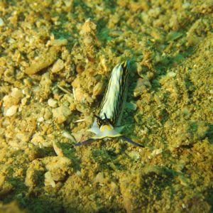 Mollusques » Gastéropode » Limaces de mer (opisthobranche) » Nudibranche » Éolidien » Cerberilla affinis