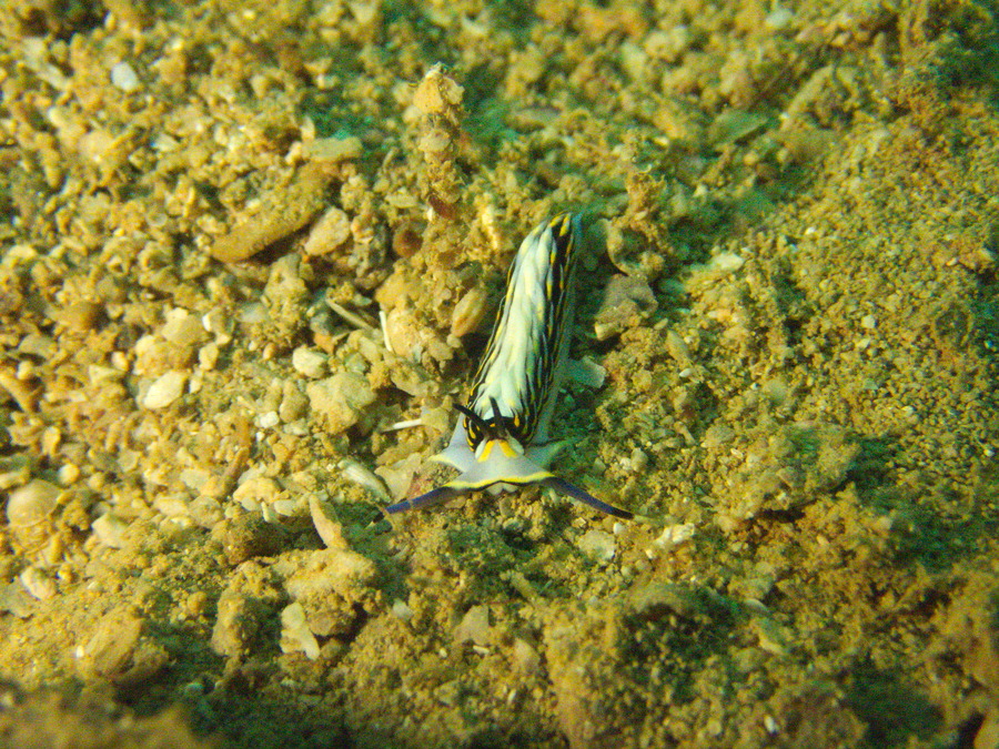 Cerberilla affinis