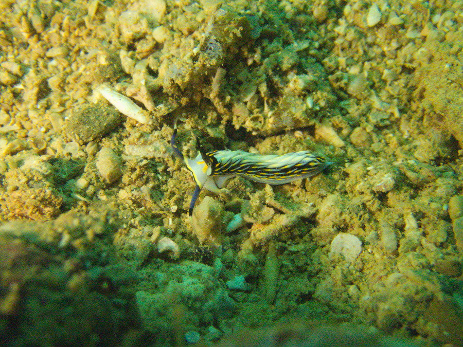Cerberilla affinis