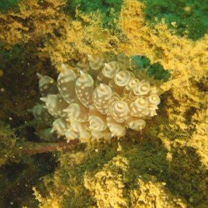Mollusques » Gastéropode » Limaces de mer (opisthobranche) » Nudibranche » Éolidien » Baeolidia moebii