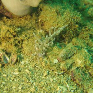 Mollusques » Gastéropode » Limaces de mer (opisthobranche) » Nudibranche » Éolidien » Phyllodesmium magnum