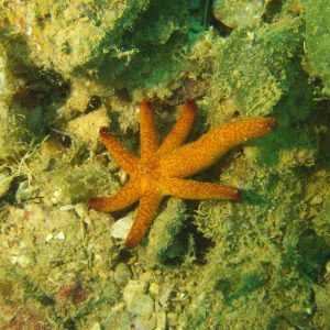 Échinodermes » Étoile de mer » Echinaster luzonicus