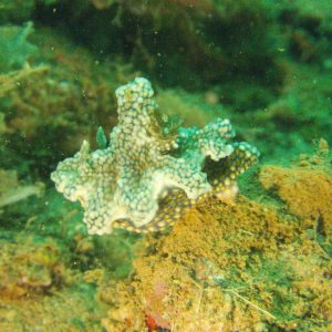 Mollusques » Gastéropode » Limaces de mer (opisthobranche) » Nudibranche » Doridien » Ceratosoma sinuatum