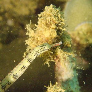 Poissons osseux » Poisson-pipe » Corythoichthys haematopterus