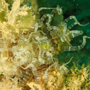 Cnidaires » Anémone de mer (actiniaire) » Boloceroides macmurrichi
