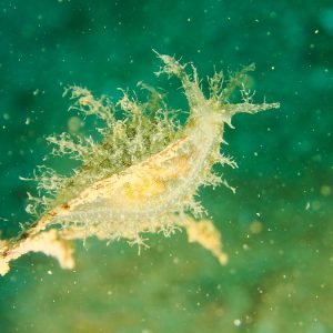 Mollusques » Gastéropode » Limaces de mer (opisthobranche) » Lièvre de mer (anaspidé) » Bursatella leachii