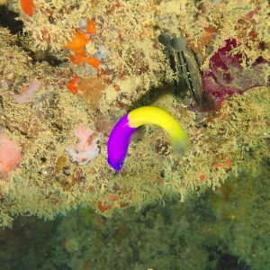 Poissons osseux » Pseudochromis » Pictichromis coralensis