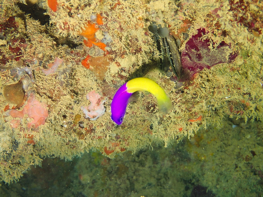 Pictichromis coralensis