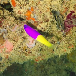 Poissons osseux » Pseudochromis » Pictichromis coralensis