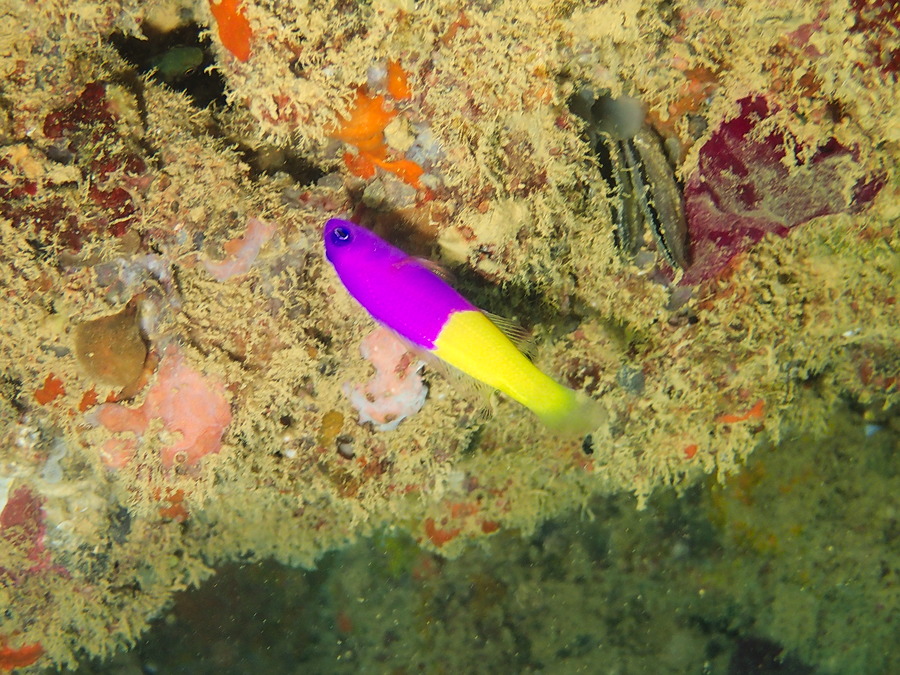 Pictichromis coralensis - Nouvelle-Calédonie, Nouméa, Ouémo