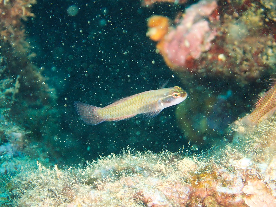 Poissons osseux