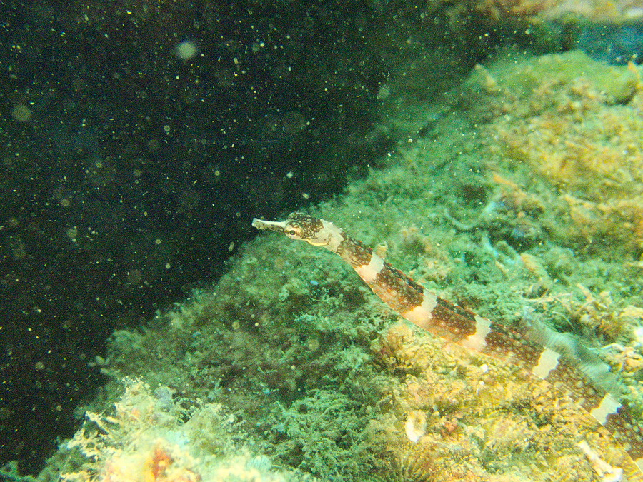 Corythoichthys amplexus