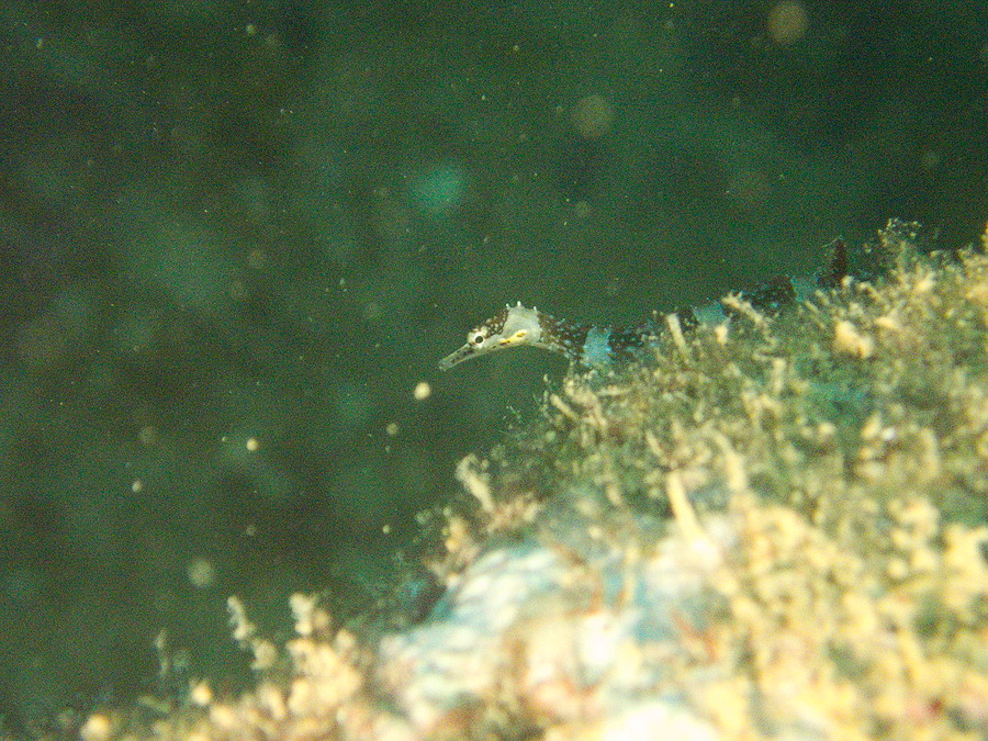 Corythoichthys amplexus