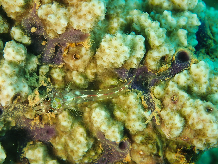 Poissons osseux
