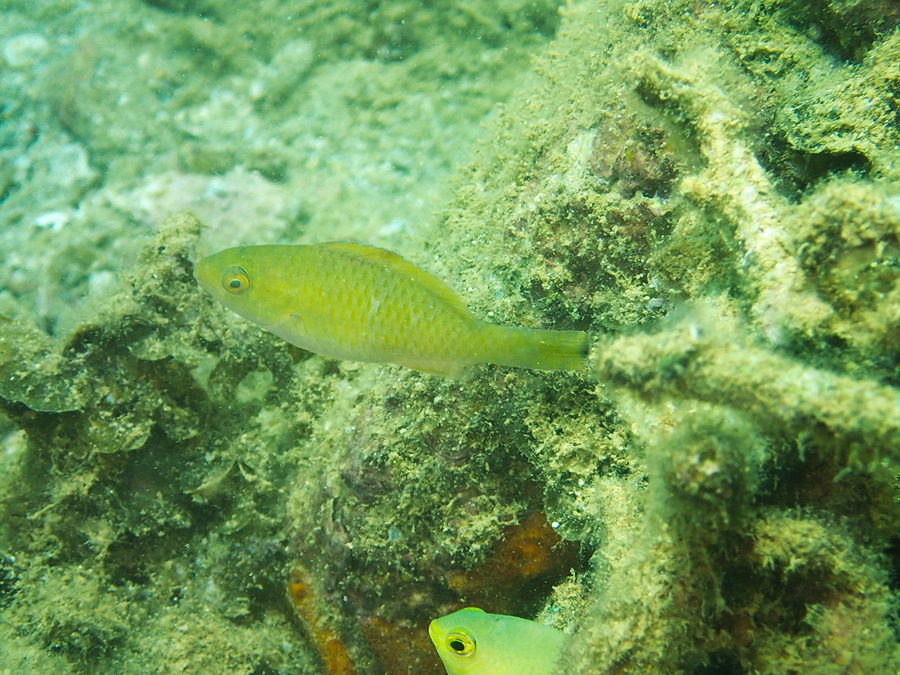 Poissons osseux