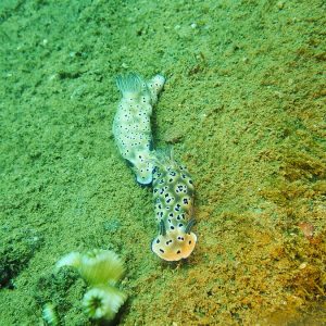 Mollusques » Gastéropode » Limaces de mer (opisthobranche) » Nudibranche » Doridien » Hypselodoris tryoni