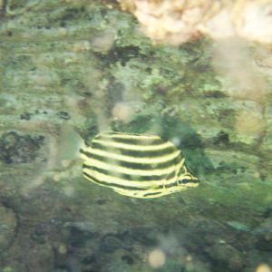 Microcanthus strigatus - Nouvelle-Calédonie, Nouméa, Ouémo