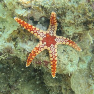Échinodermes » Étoile de mer » Fromia monilis