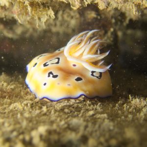 Mollusques » Gastéropode » Limaces de mer (opisthobranche) » Nudibranche » Doridien » Chromodoris leopardus