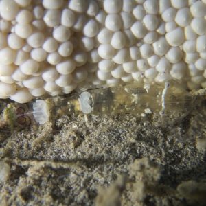 Crustacés » Crevette » Periclimenes sp.