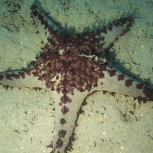 Échinodermes » Étoile de mer » Pentaceraster regulus