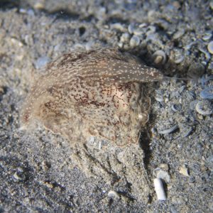 Cténaire (cténophore) » Coeloplana (Benthoplana) meteoris