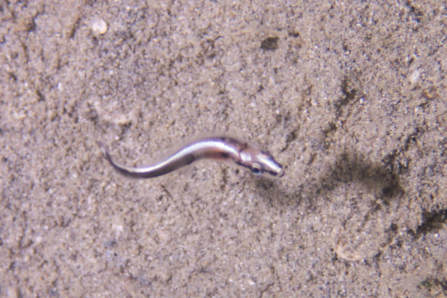 Poissons osseux