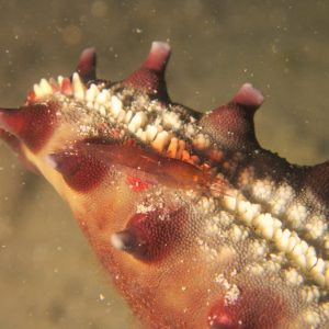 Crustacés » Crevette » Zenopontonia soror