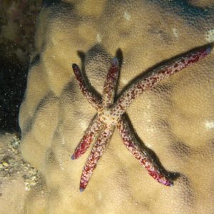 Échinodermes » Étoile de mer » Linckia Multifora