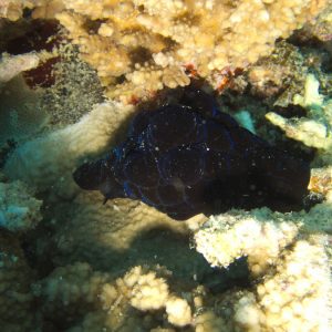 Mollusques » Gastéropode » Escargot marin (prosobranche) » Coriocella nigra