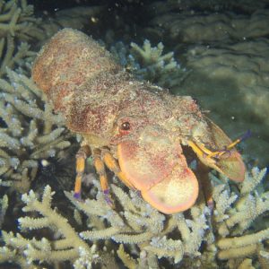Crustacés » Cigale de mer » Scyllarides squammosus