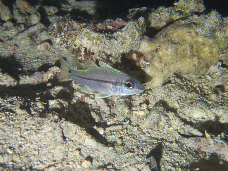 Poissons osseux