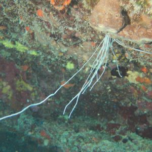 Organismes vermiformes » Annélide » Loimia medusa