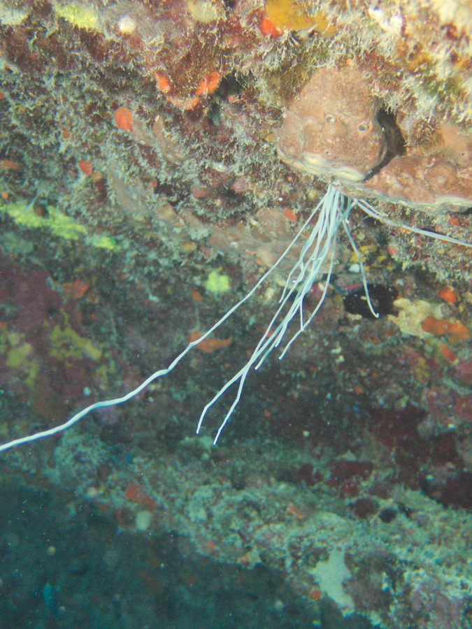 Loimia medusa
