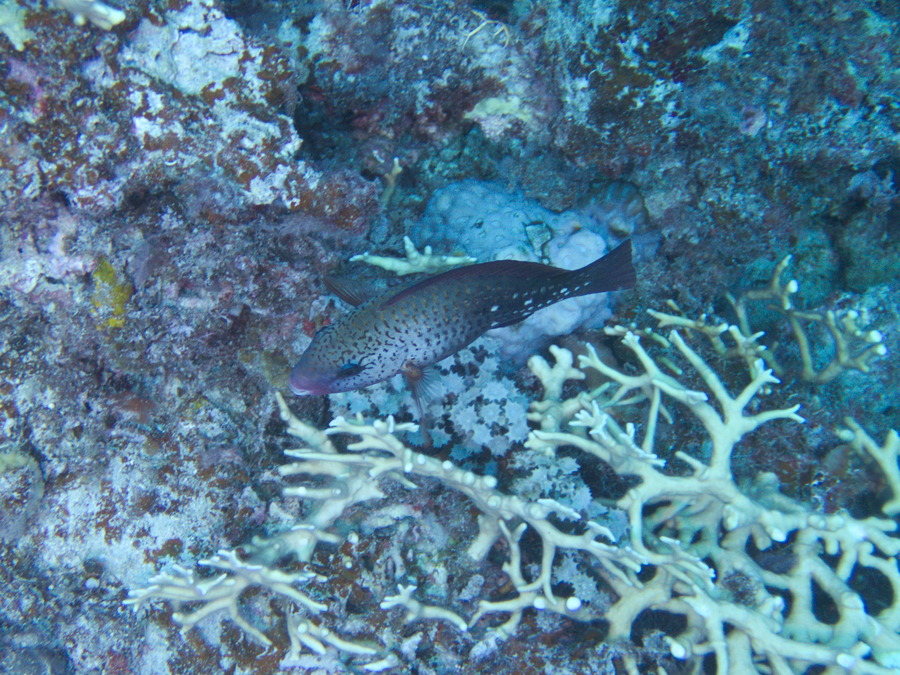 Poissons osseux