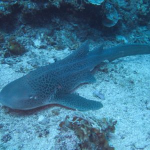 Poissons cartilagineux » Requin » Stegostoma fasciatum