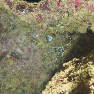 Crustacés » Crevette » Lysmata amboinensis