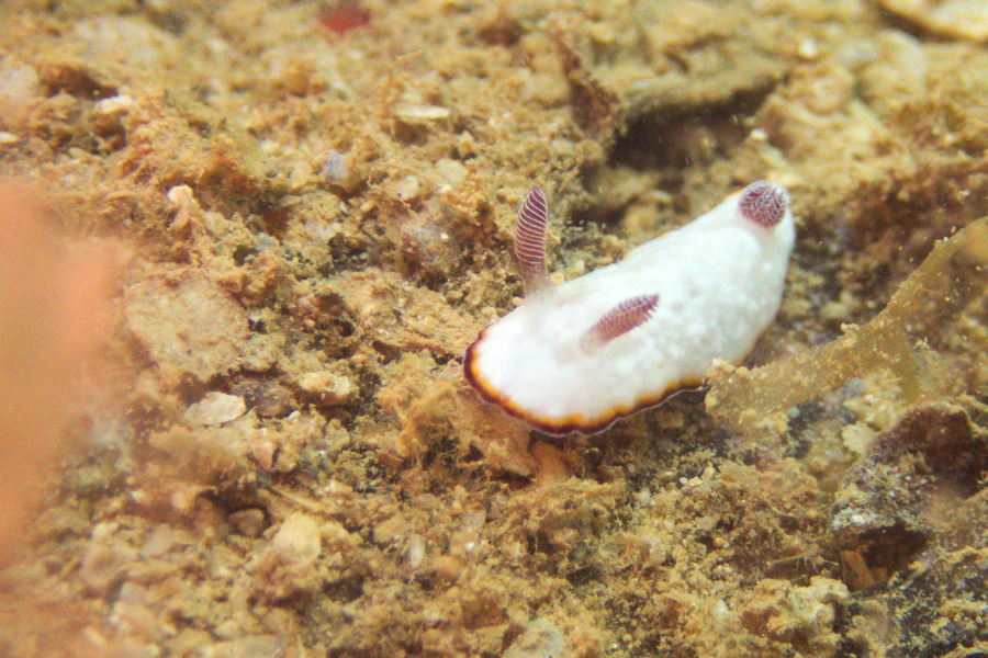 Goniobranchus preciosa - Nouvelle-Calédonie, Nouméa, Ouémo