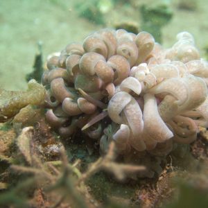 Mollusques » Gastéropode » Limaces de mer (opisthobranche) » Nudibranche » Éolidien » Phyllodesmium magnum
